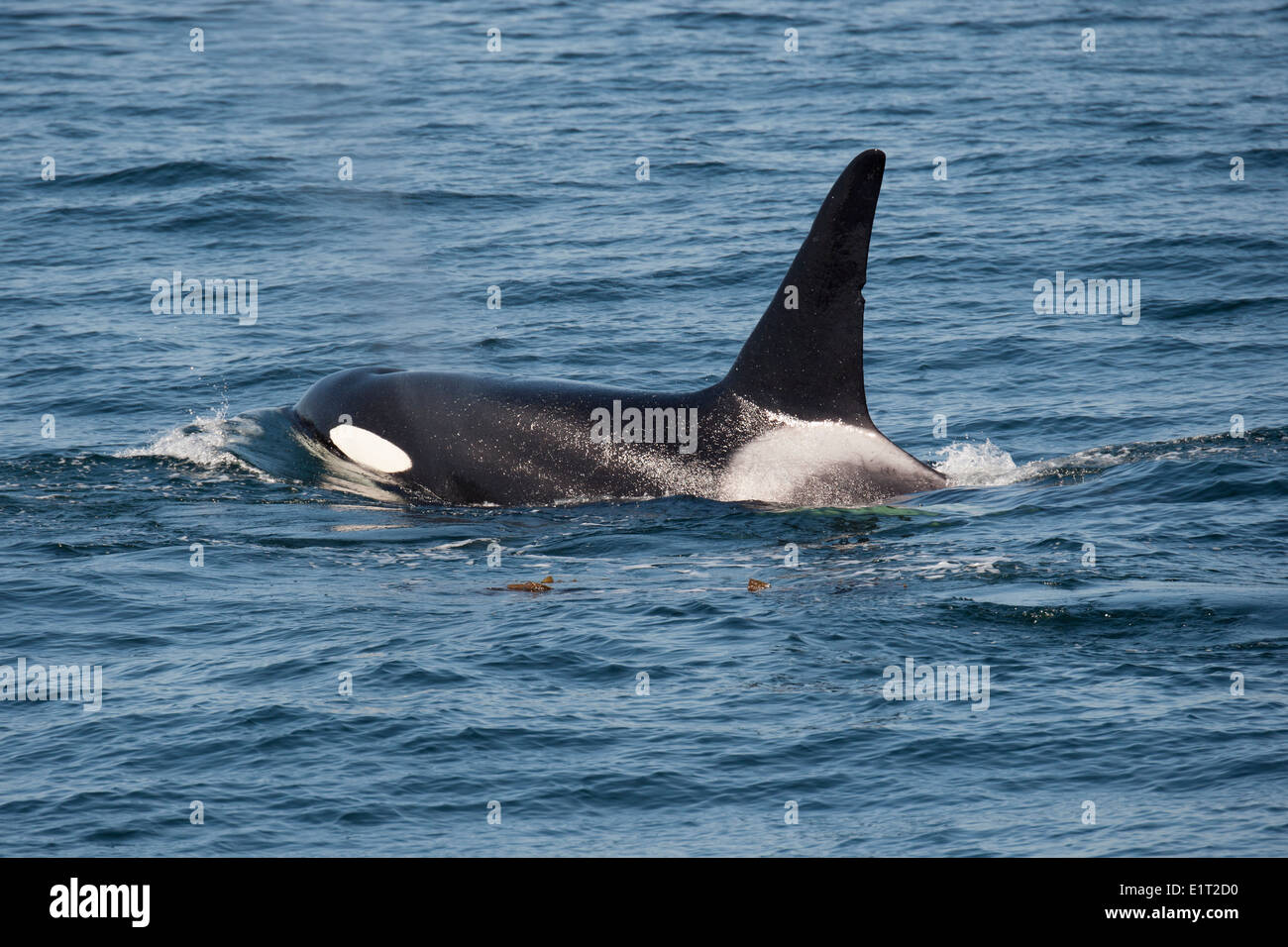 Transient/Biggs Killer Whale/Orca (Orcinus orca). Surfacing, Monterey, California, Pacific Ocean. Stock Photo