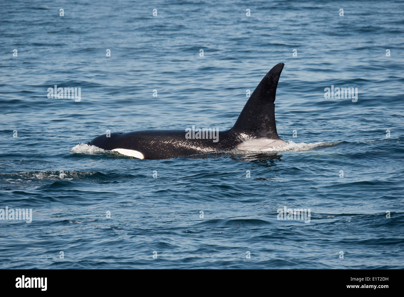 Transient/Biggs Killer Whale/Orca (Orcinus orca). Surfacing, Monterey, California, Pacific Ocean. Stock Photo
