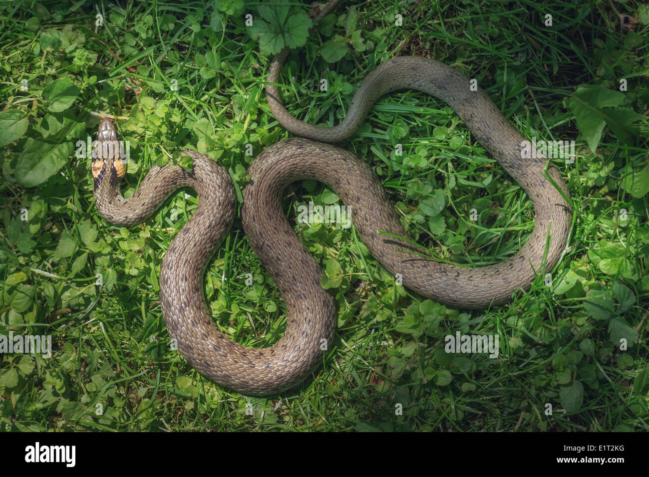 snake on green grass close up Stock Photo
