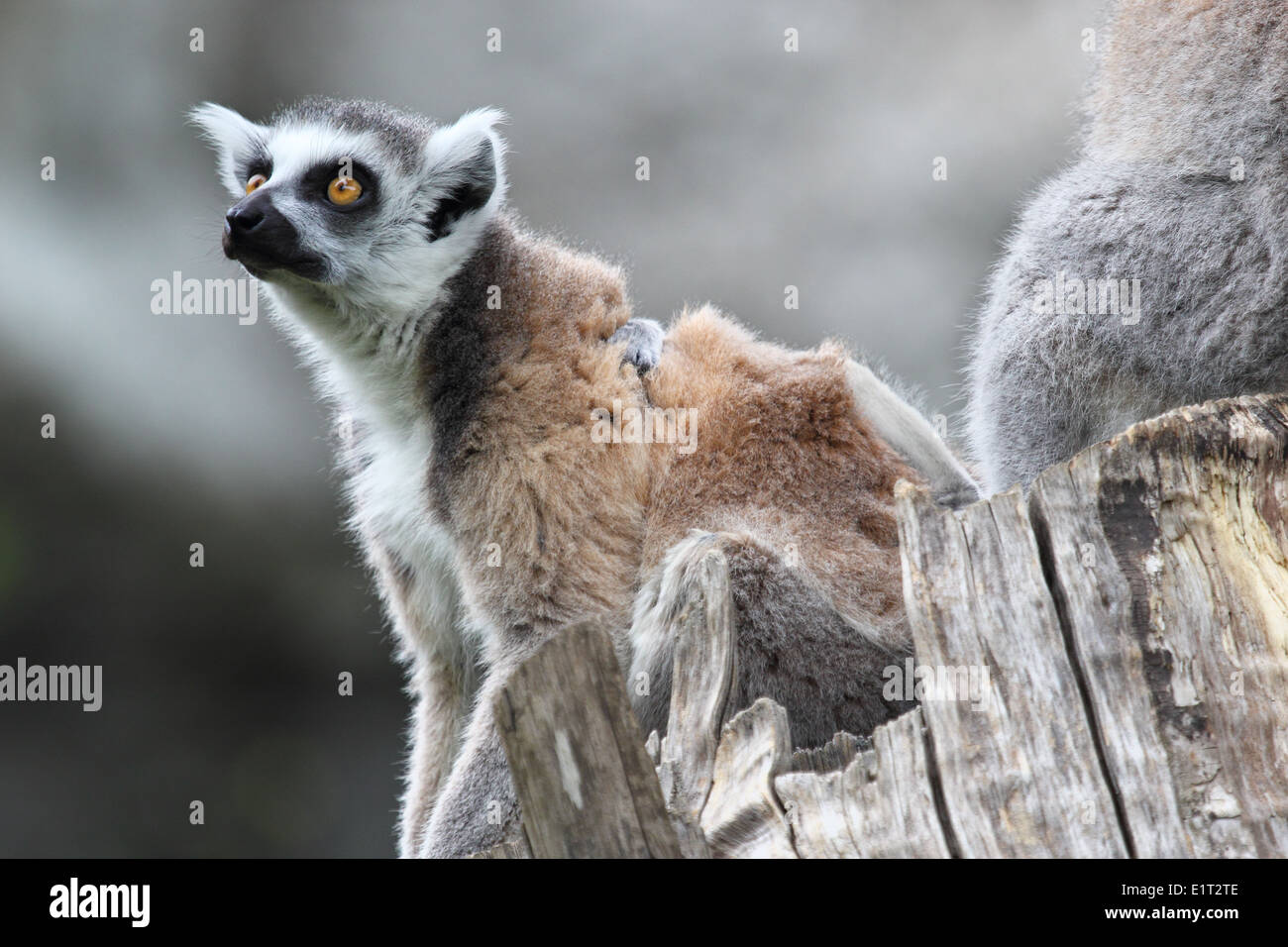 A ring-tailed lemur (Lemur Catta) on a log looking ahead Stock Photo