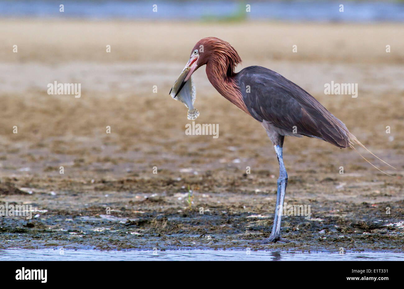 Reddish egret (Egretta rufescens) eating a morning catch – a flounder, Galveston, Texas, USA. Stock Photo