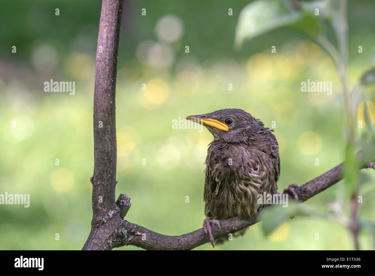 young starling on tree close up Stock Photo