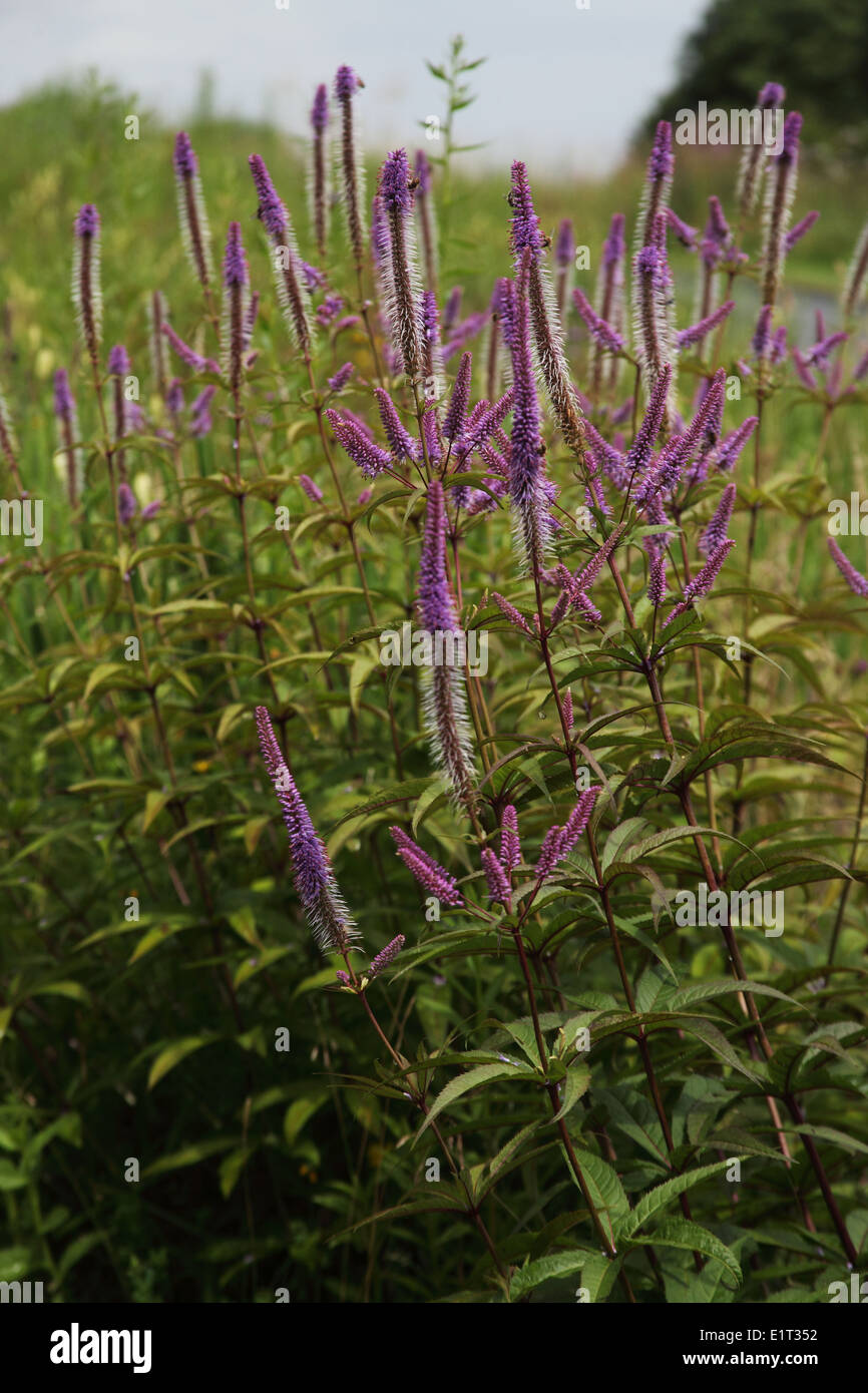 Veronica longifolia plants in flower Stock Photo Alamy