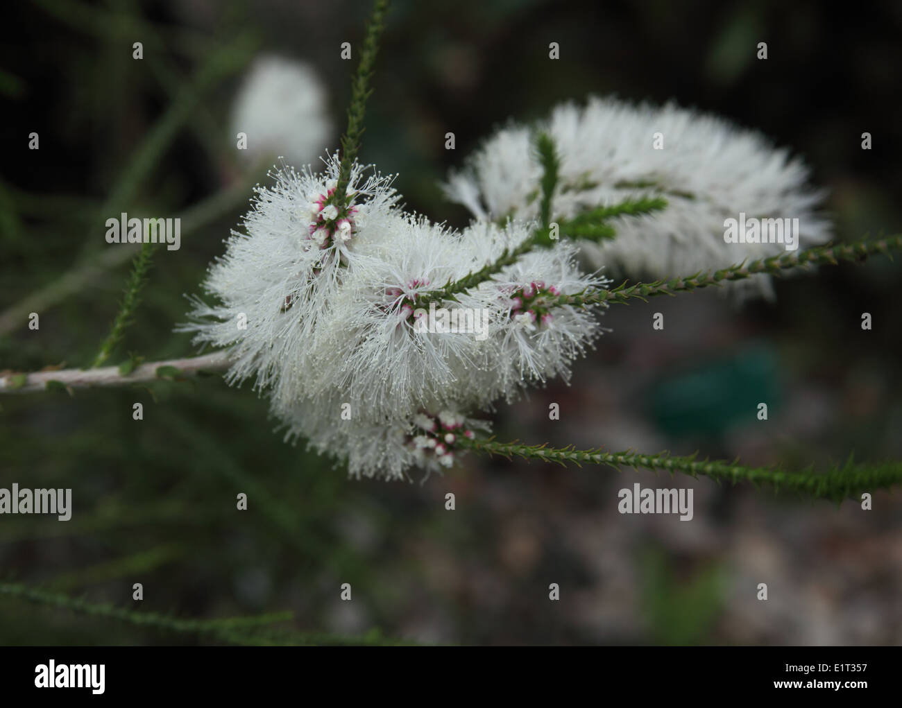 Callistemon salignus white bottlebrush shrub close up Stock Photo - Alamy