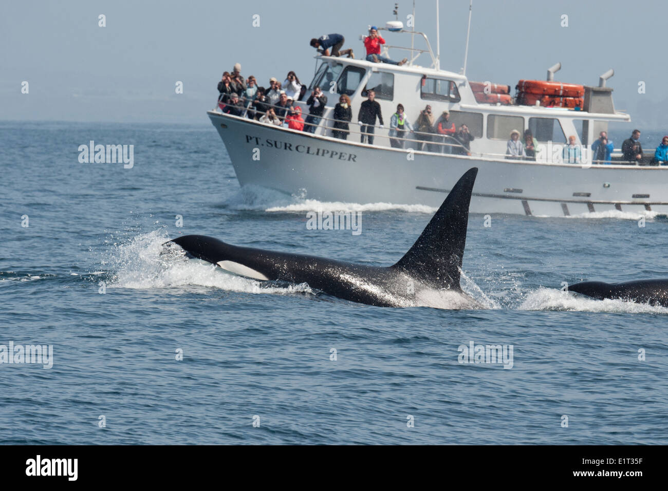 Transient/Biggs Killer Whale/Orca (Orcinus orca). Surfacing in front of Point Sur Clipper, Monterey, California, Pacific Ocean. Stock Photo