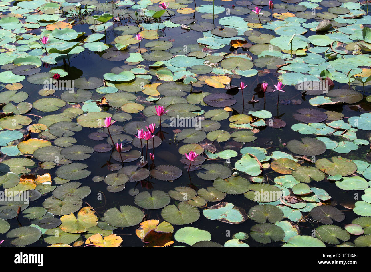 Lotus lake with flowers Stock Photo