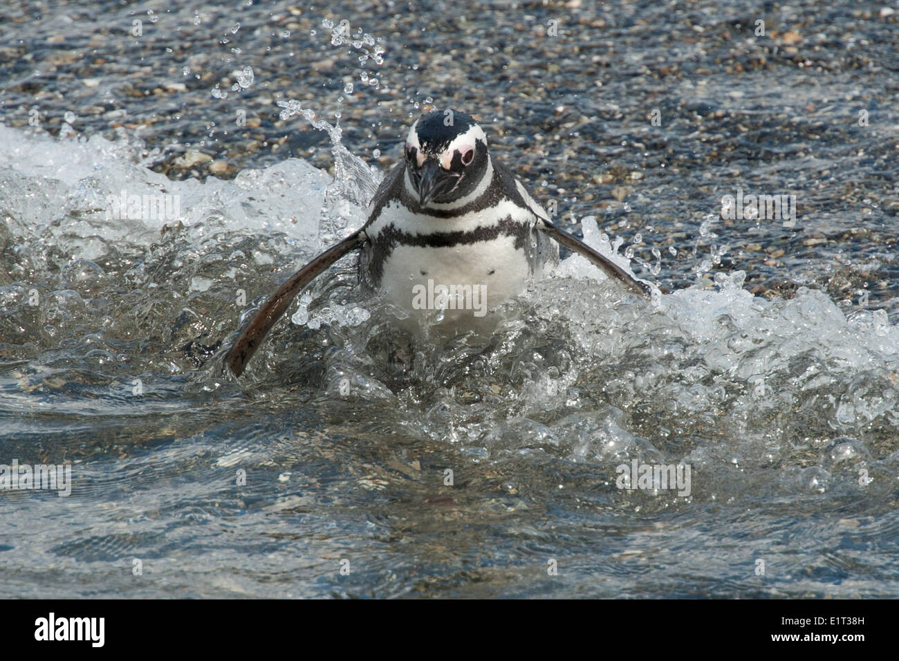 Magellanic Penguin (Spheniscus magellanicus), entering waves. Near Ushuaia, Beagle Channel, Argentina. Stock Photo