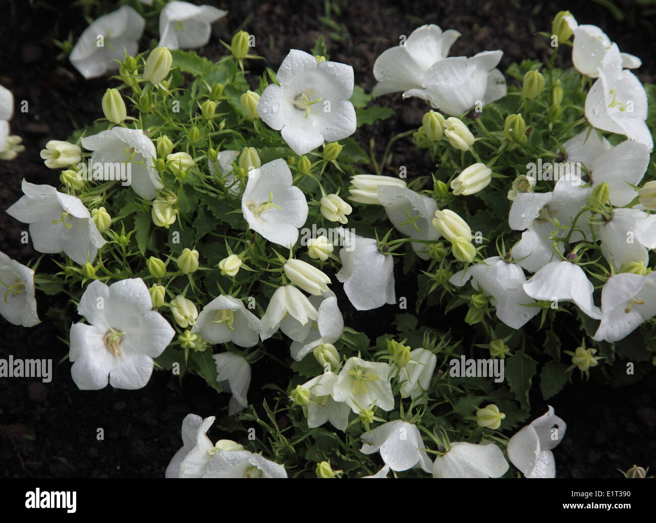Campanula carpatica 'Bressingham White' close up of flowers Stock Photo