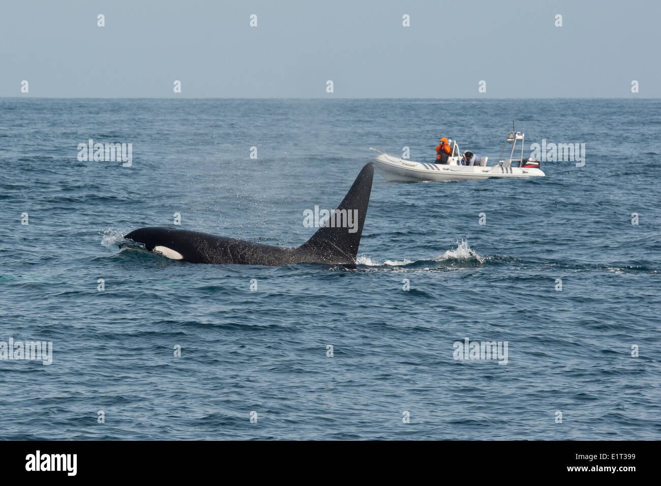 Male Transient/Biggs Killer Whale/Orca (Orcinus orca). Surfacing in front of whale watching boat, Monterey, Pacific Ocean. Stock Photo