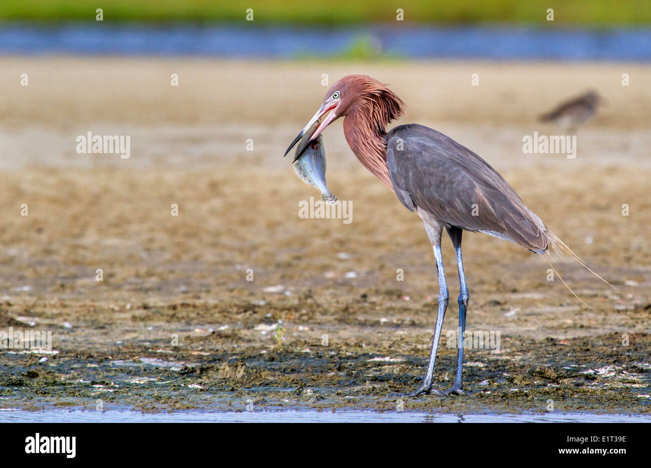 Reddish egret (Egretta rufescens) eating a morning catch a flounder, Galveston, Texas, USA