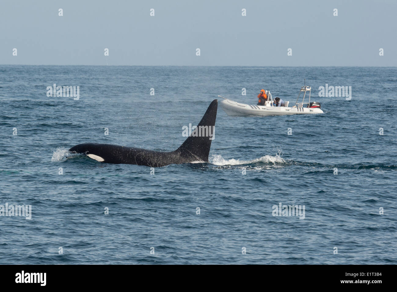 Male Transient/Biggs Killer Whale/Orca (Orcinus orca). Surfacing in front of whale watching boat, Monterey, Pacific Ocean. Stock Photo