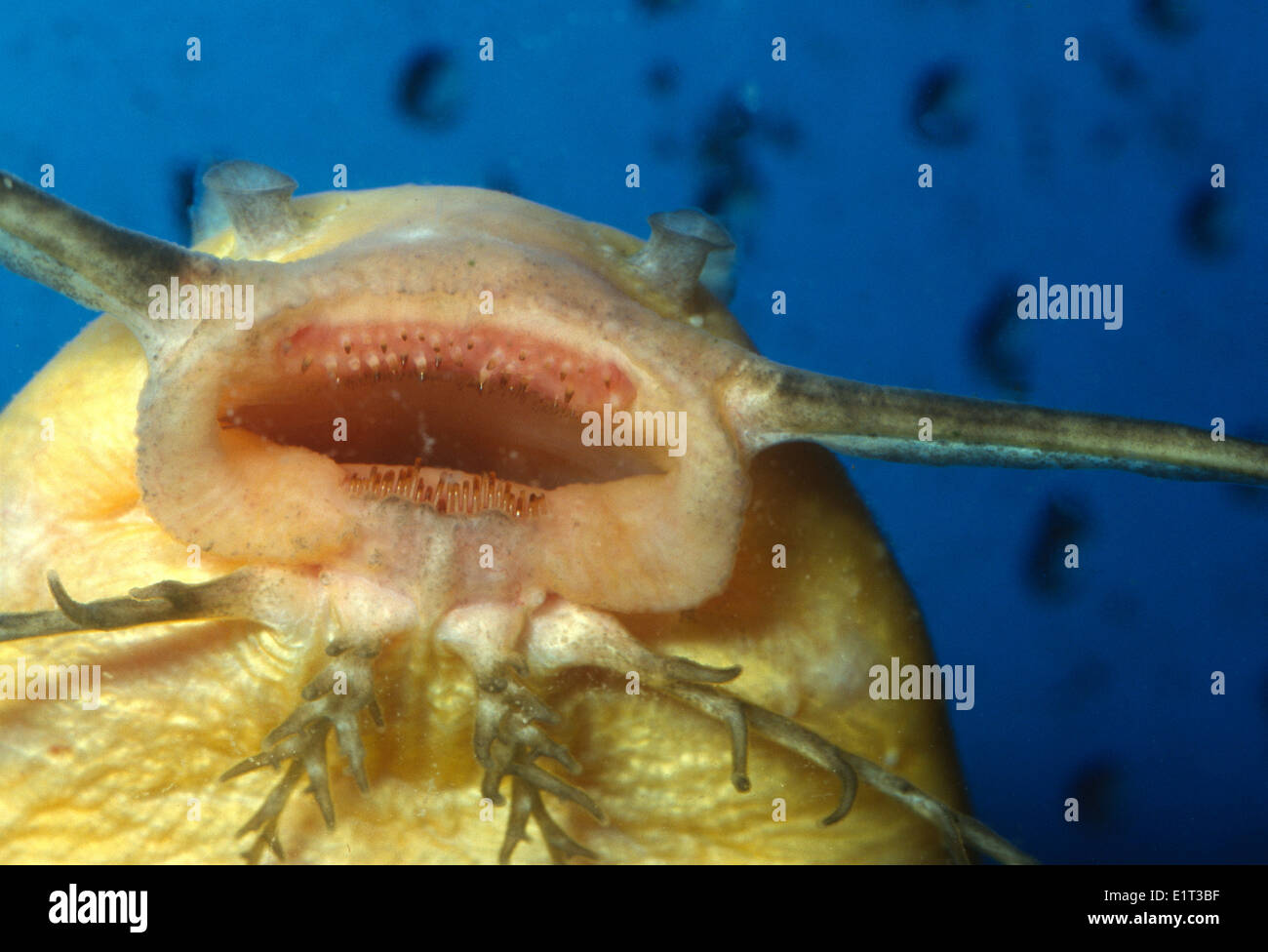 Mouth of Catfish Synodontis sp. Mochokidae Africa Stock Photo