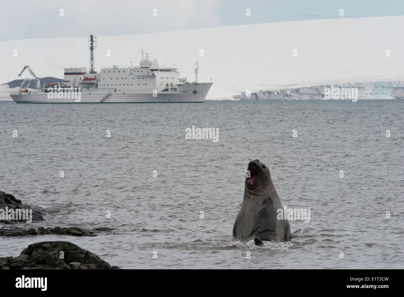 Southern Elephant Seal Bulls, Mirounga leonina, fighting, Hannah Point, South Shetland Islands. Stock Photo