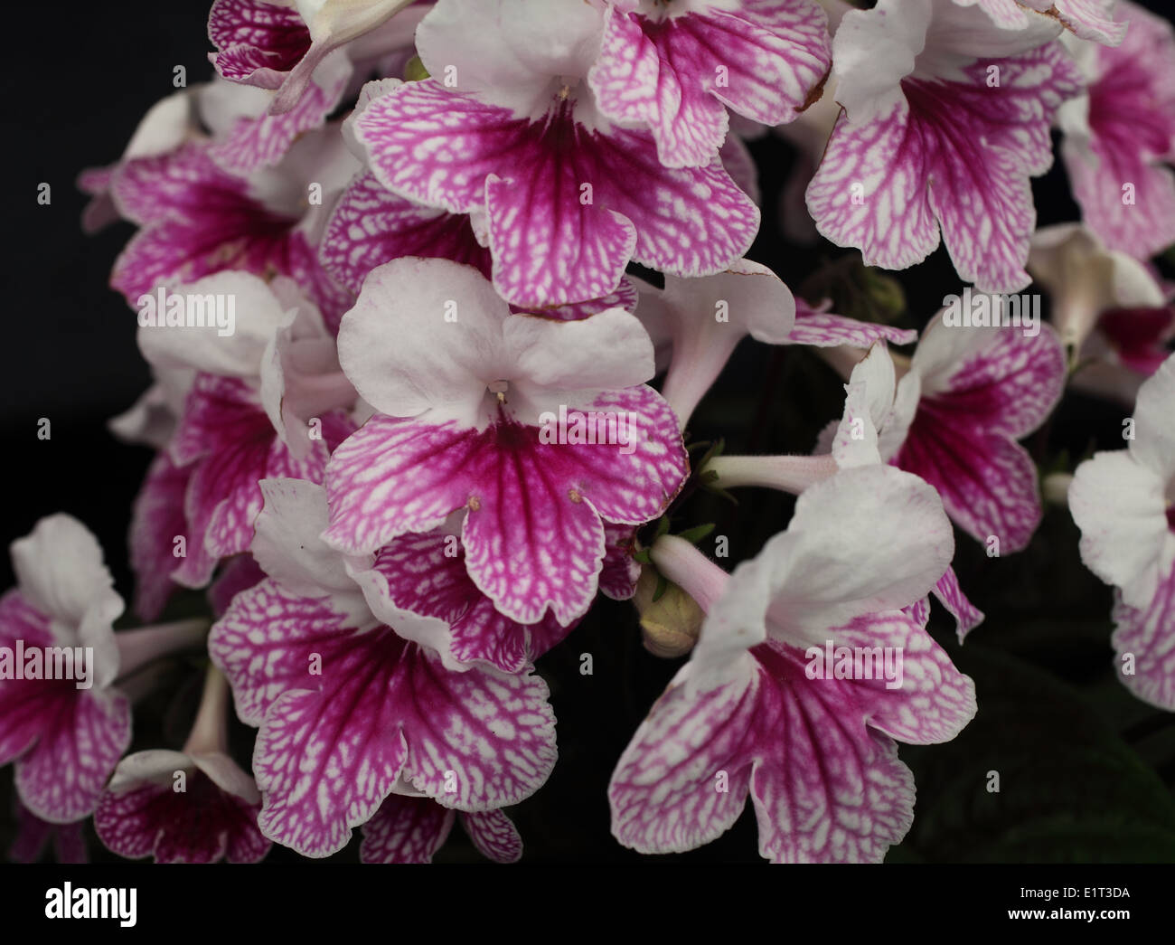 Streptocarpus 'Pink Leyla' close up of flower Stock Photo
