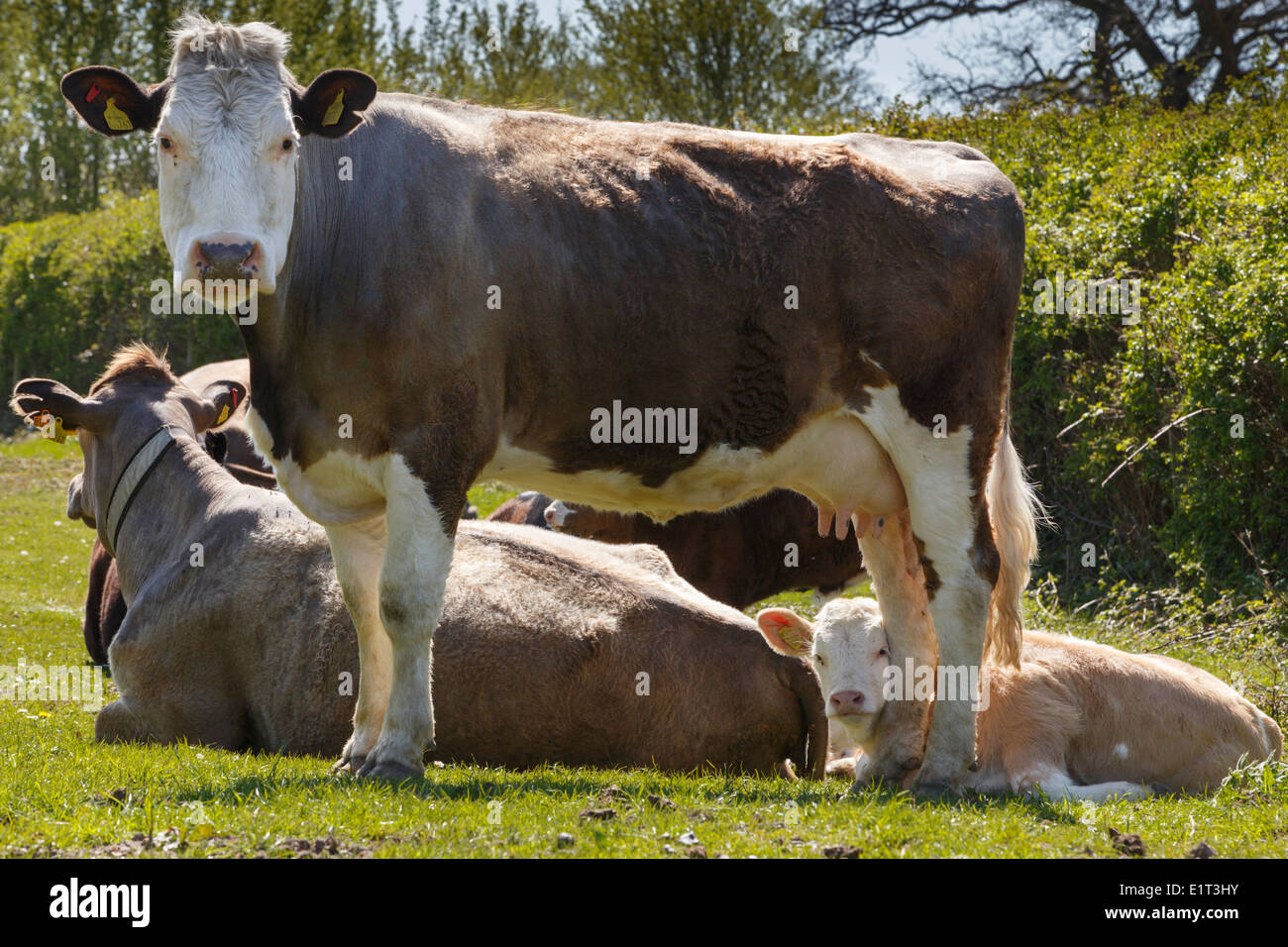 Curious cows stood on green in the New Forest village of Beaulieu ...