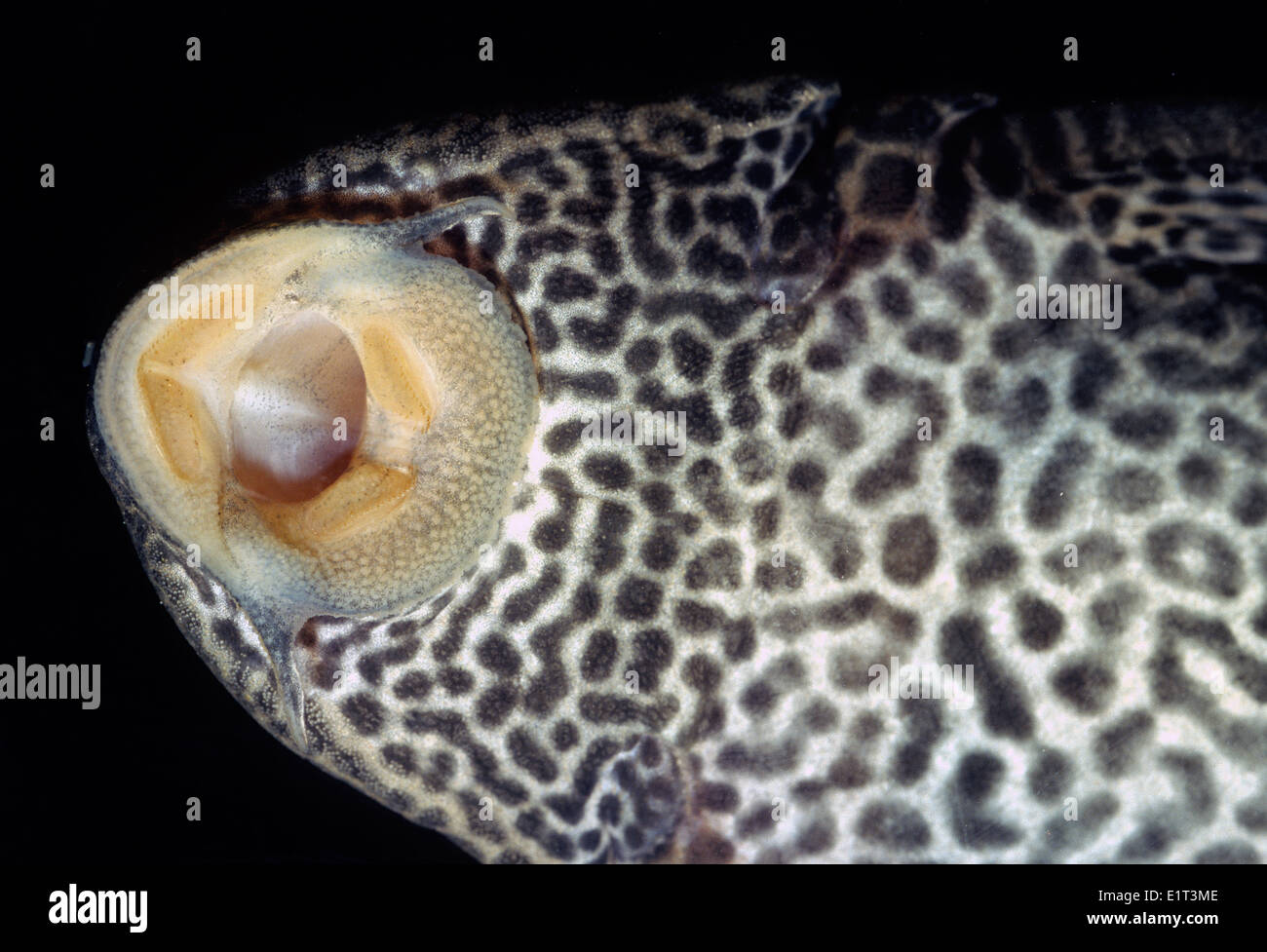 Mouth of Bushy Nose Pleco SAncistrus sp. Loricaridae South America Stock Photo