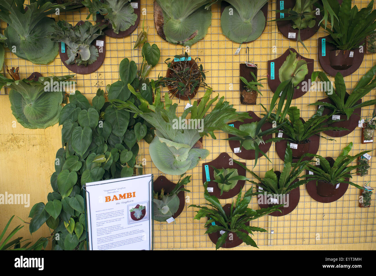 bambi staghorn plants on sale in an australian garden centre in terrey
