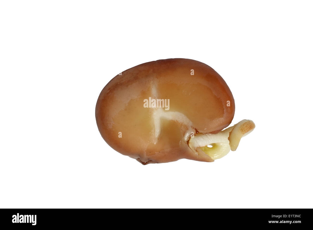 Germinating broad bean seed showing developing root and shoot Stock Photo