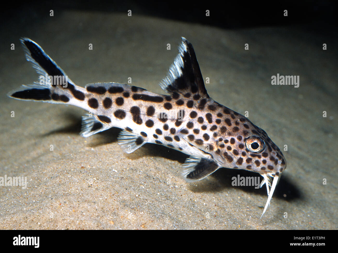 Cuckoo Catfish Synodontis multipunctatus Mochokidae Tanganika Lake Africa Stock Photo