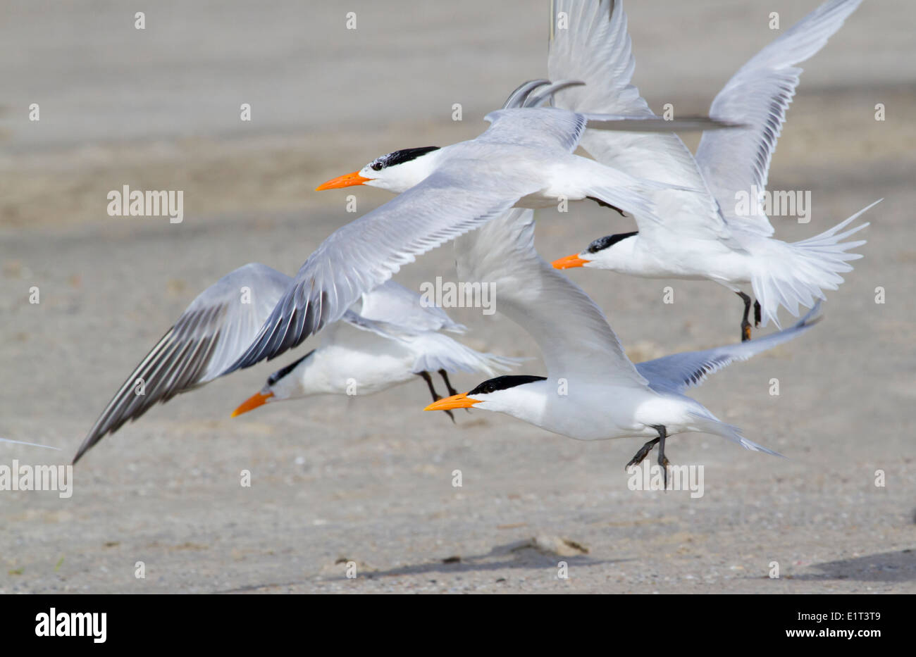 A group of royal terns (Thalasseus maximus) on the coast of Galveston, Texas, USA Stock Photo