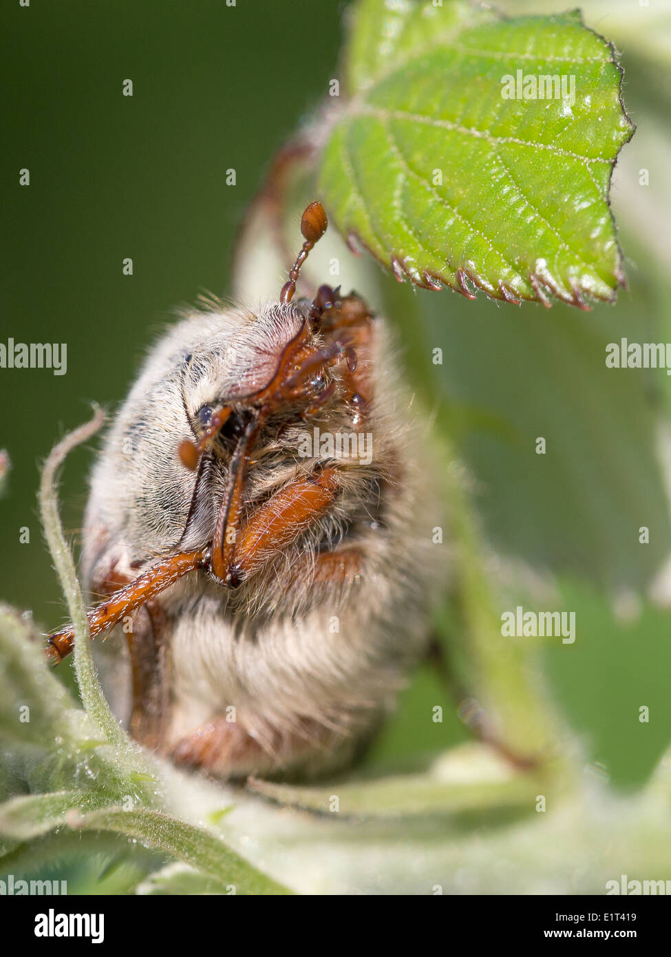 A Cockchafer beetle (Melolontha melolontha) hides in brambles on Collard Hill Stock Photo