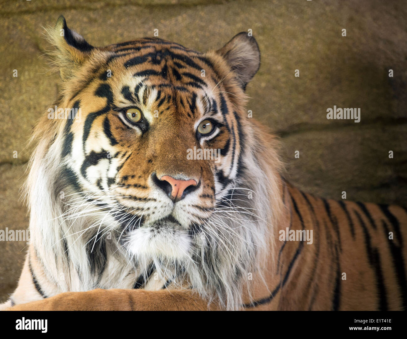 Male Sumatran tiger Stock Photo