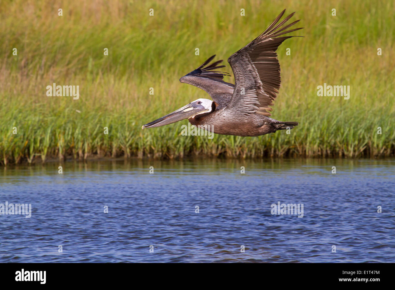 The  brown pelican (Pelecanus occidentalis) flying Stock Photo