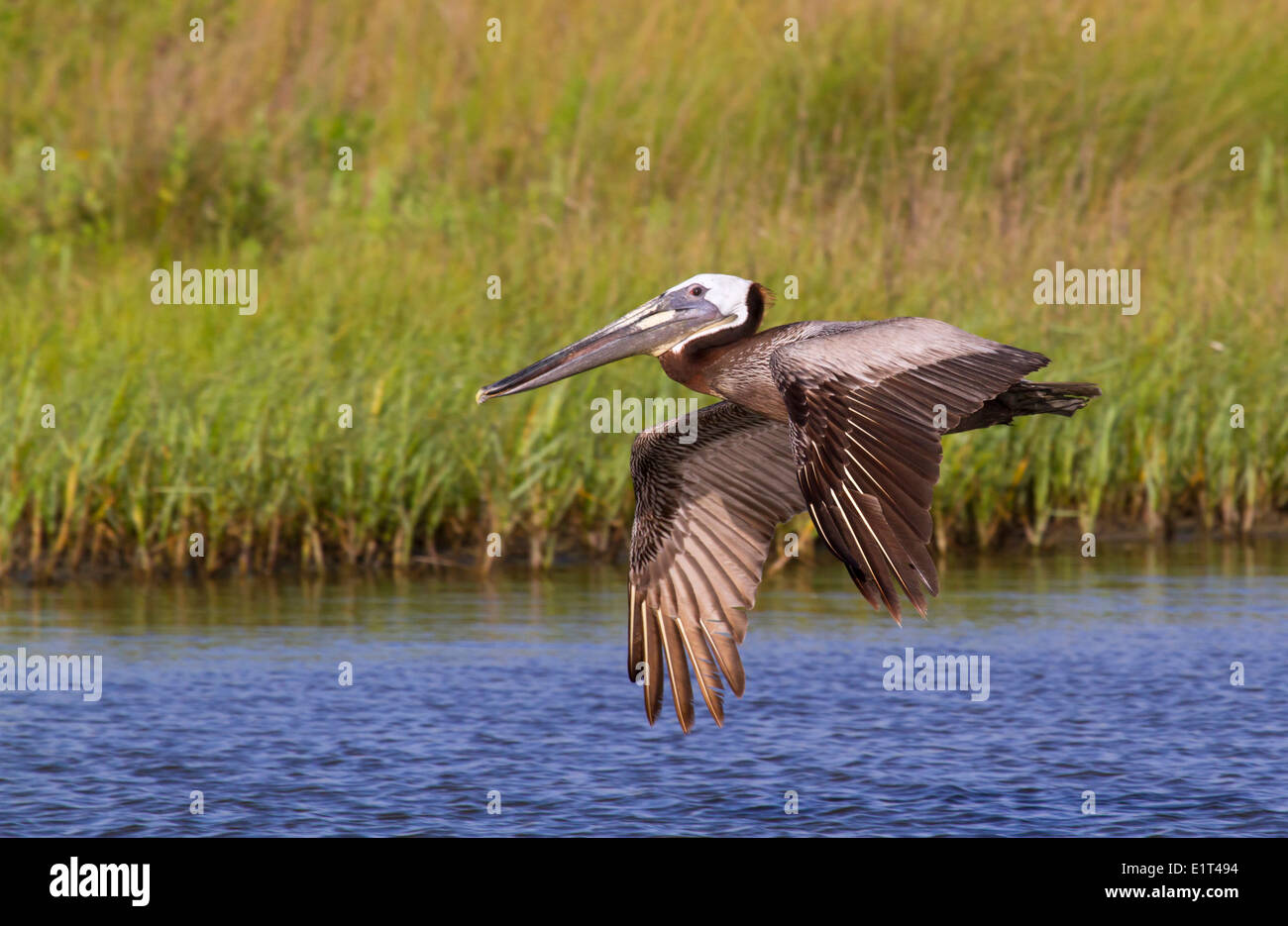 The  brown pelican (Pelecanus occidentalis) flying Stock Photo