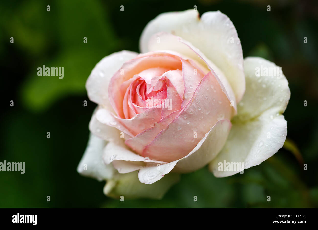 Rose wallpapers hi-res stock photography and images - Alamy
