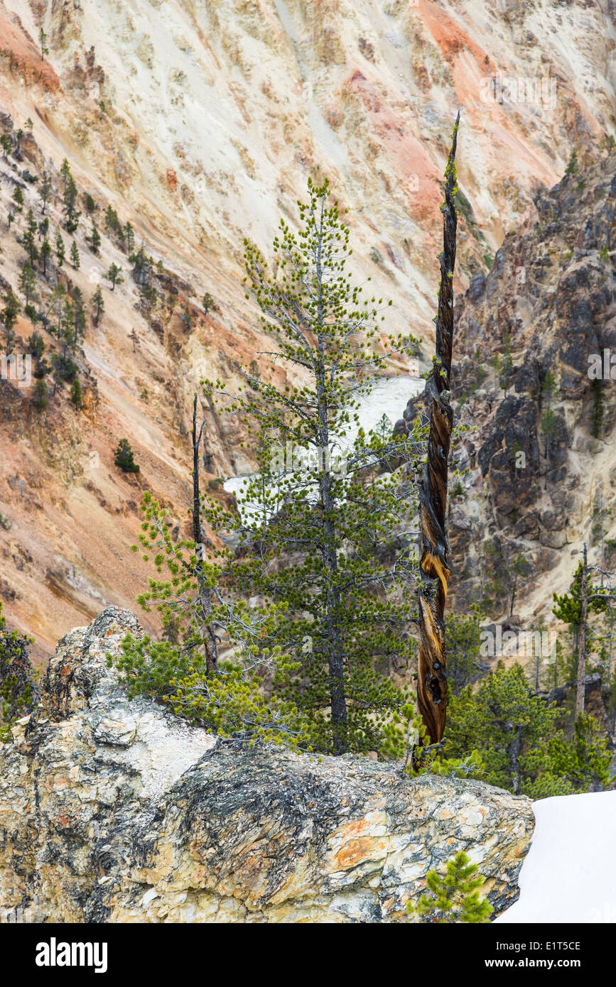 Pine trees grow on the rock walls at the Grand Canyon of the Yellowstone National Park, Wyoming, USA. Stock Photo