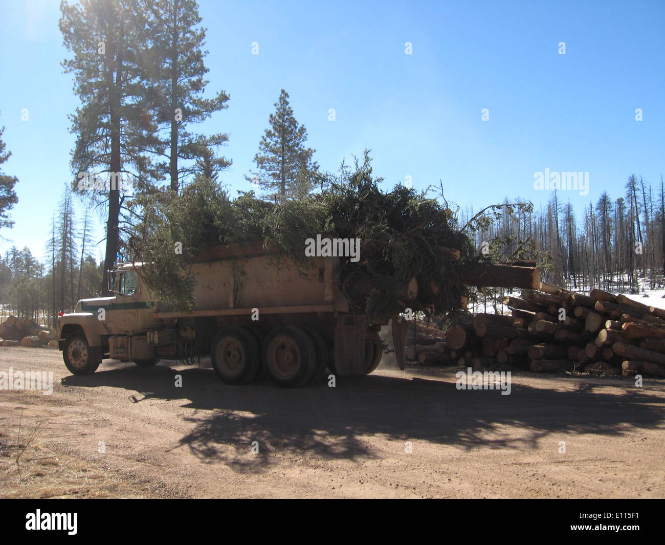 Process Of Timber Timber processing involves the conversion of raw logs into usable wood ...