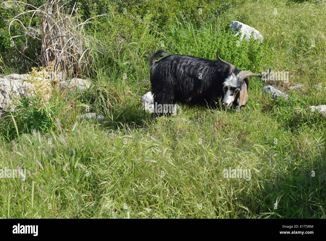 Goat eating grass in the Byzantine Basilica, Xanthos, Turkey 140422 60949 Stock Photo