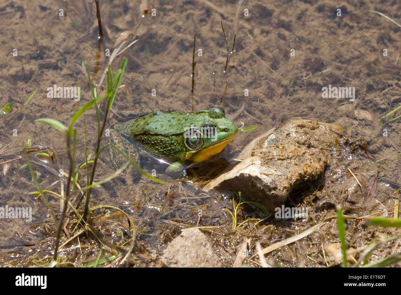 Green Frog, Lithobates clamitans Ontario, Canada Stock Photo