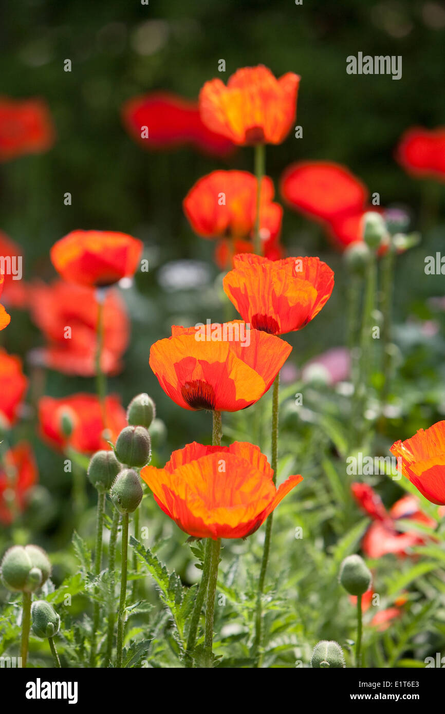 Oriental Poppies growing in a garden, Papaver orientale Stock Photo