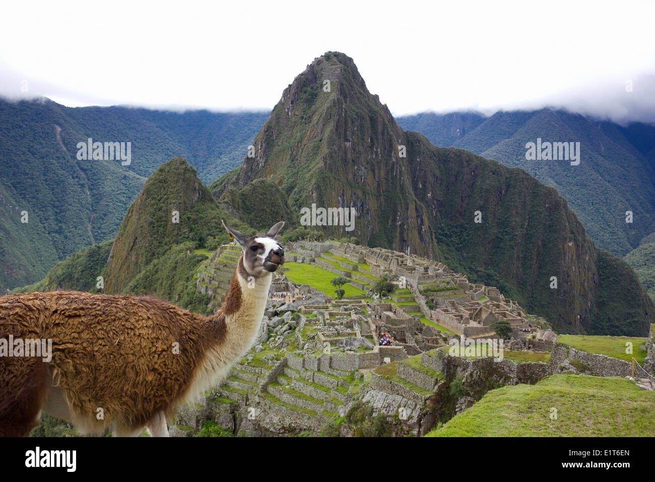 llama at Machu Picchu, Peru Stock Photo