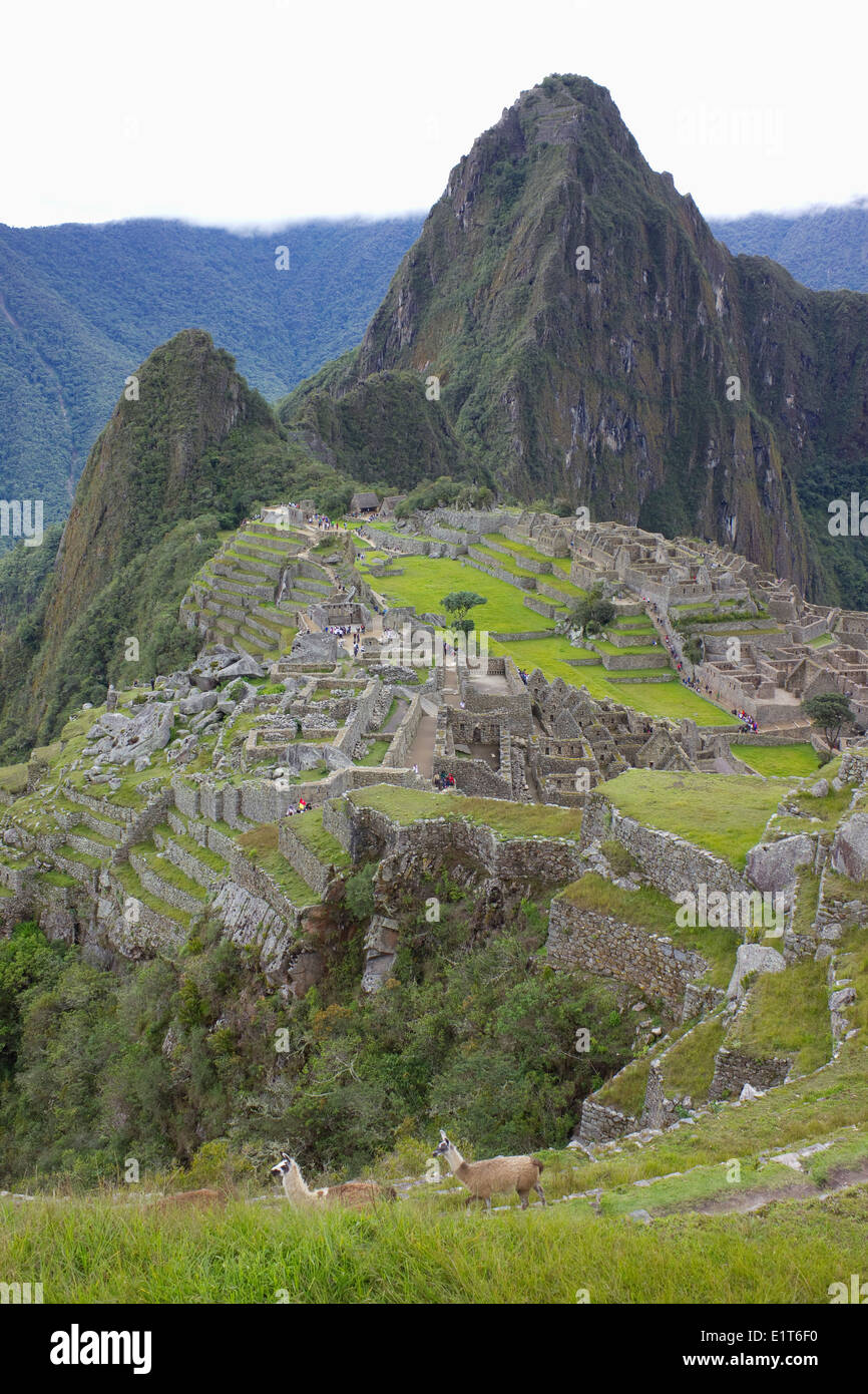 llamas at Machu Picchu, Peru Stock Photo
