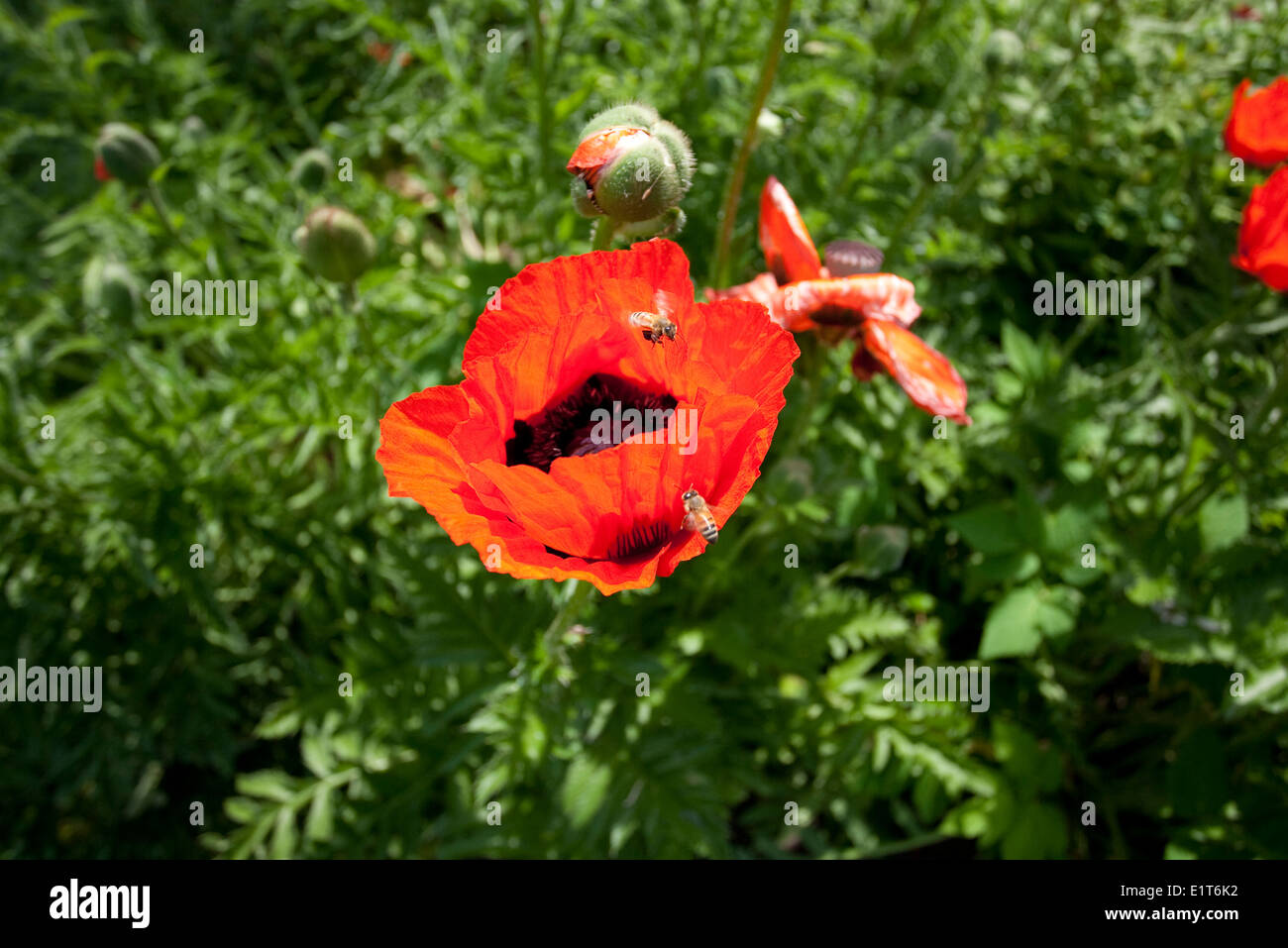 Honey Bees gathering nectar and pollen Stock Photo