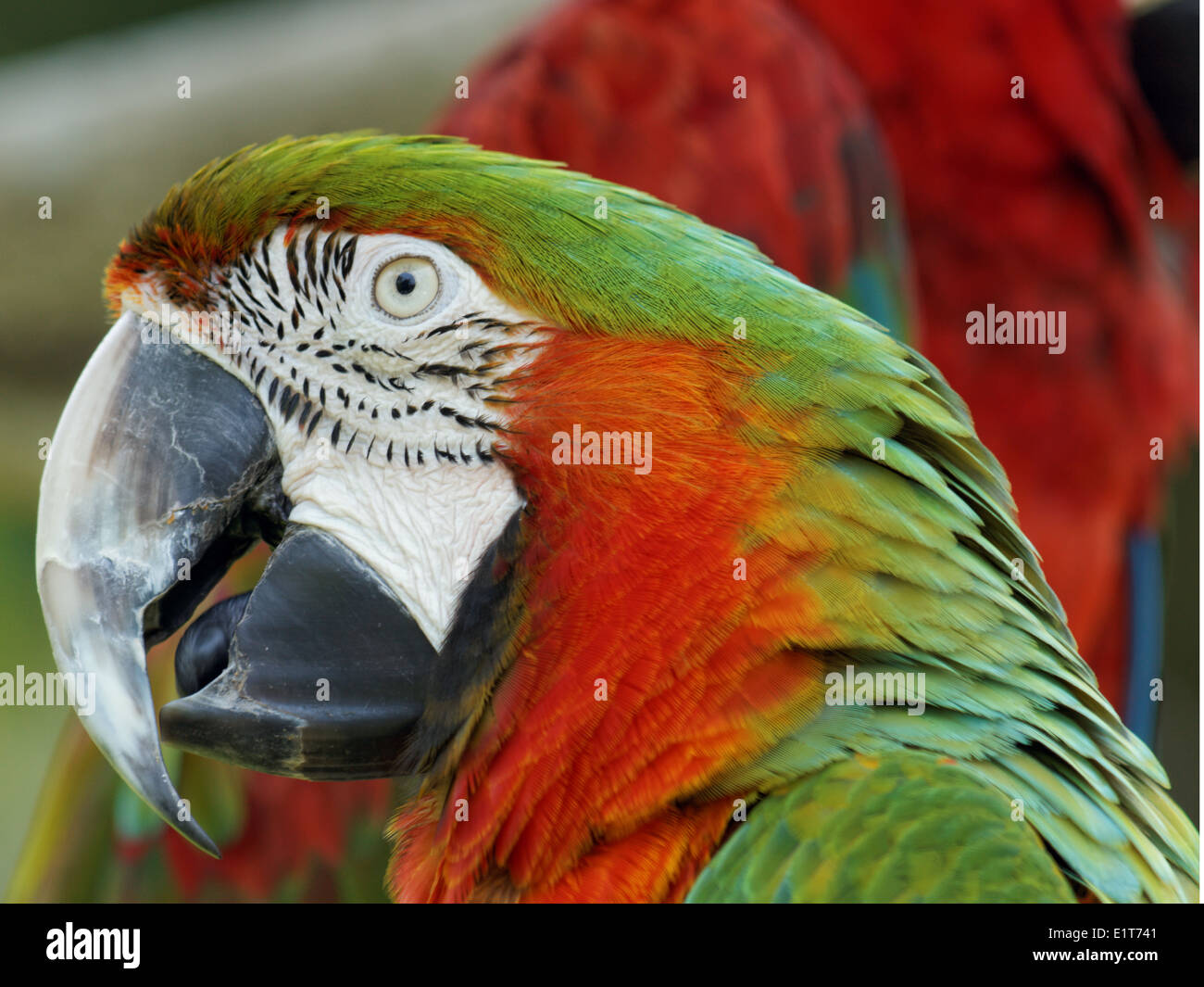 An extreme closeup of a Harlequin Macaw in profile Stock Photo