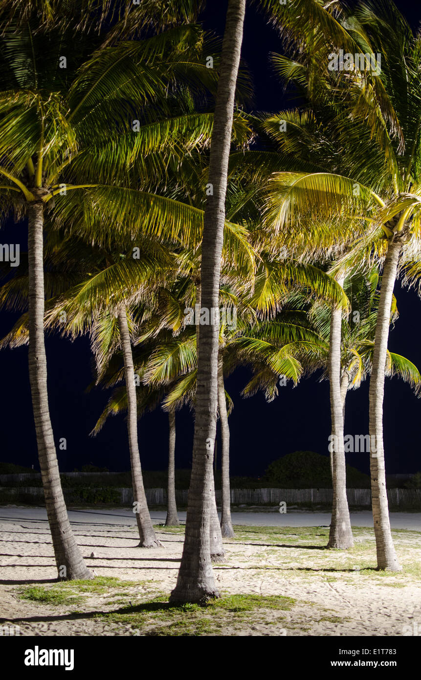 Artificial palm trees hi-res stock photography and images - Alamy