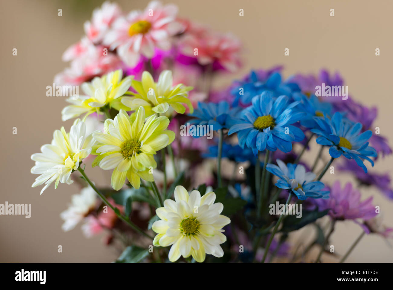 A bouquet of colorful daisy's Stock Photo