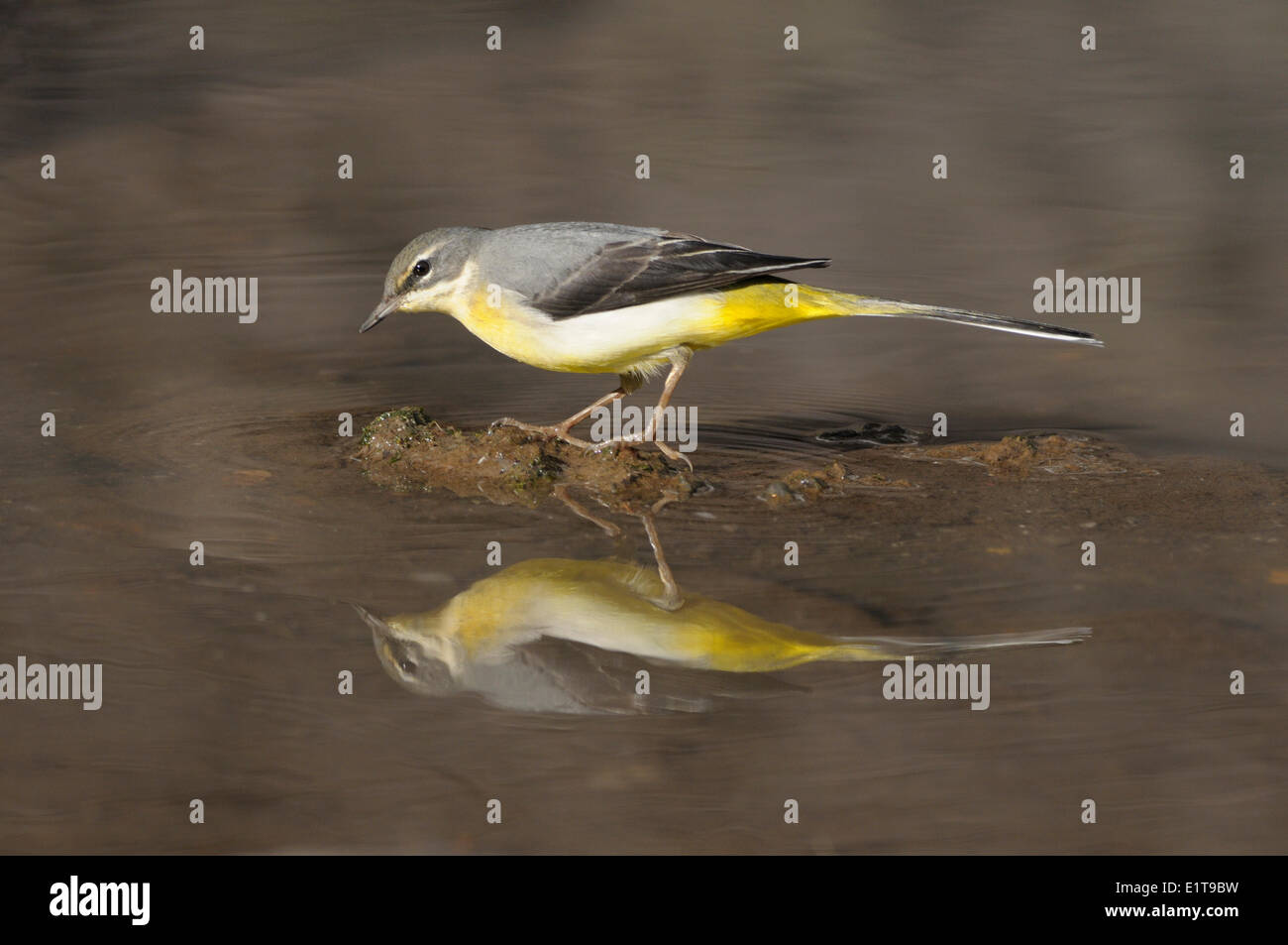 Adult Grey Wagtail (Motacilla cinerea schmitzi) in winter plumage with reflection in water Stock Photo