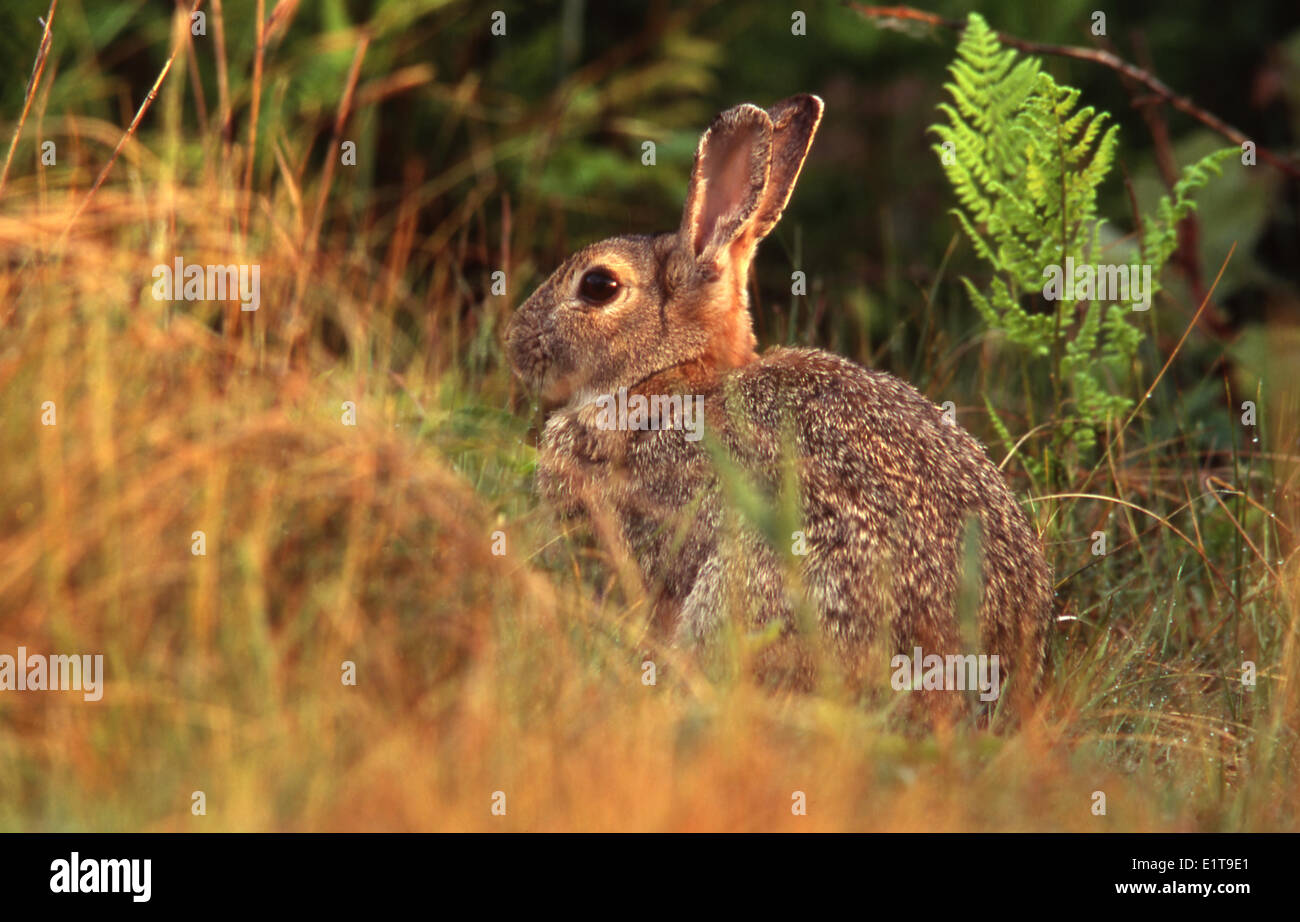 Rabbit In Soft Morninglight Looking Up Between Grasses And Fern Stock rabbit-in-soft-morninglight-looking-up-between-grasses-and-fern-stock