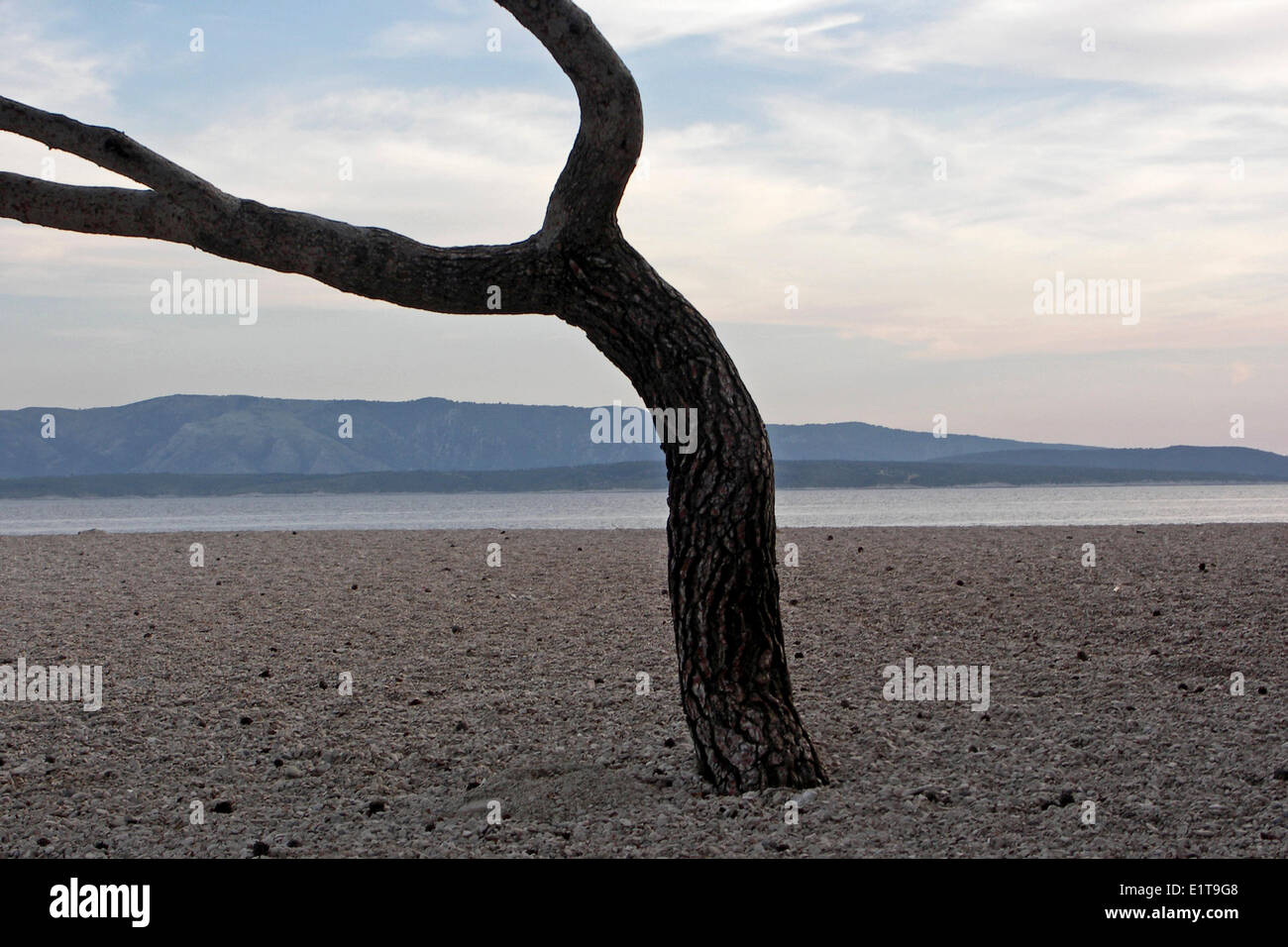 Peninsula Tree Last Pine tree on the peninsula Stock Photo - Alamy
