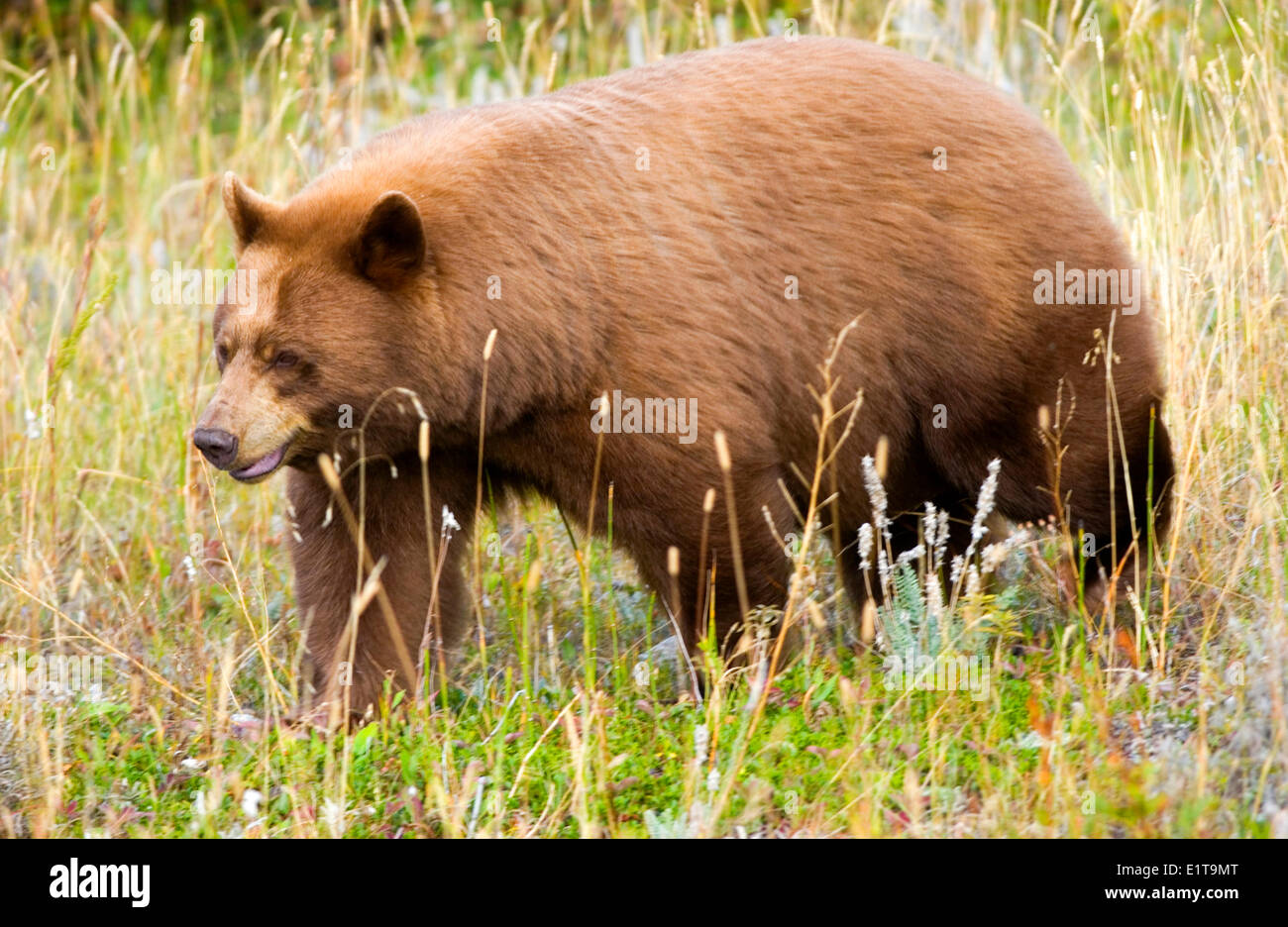 This cinnamon black bear is a colour variation of the typical american