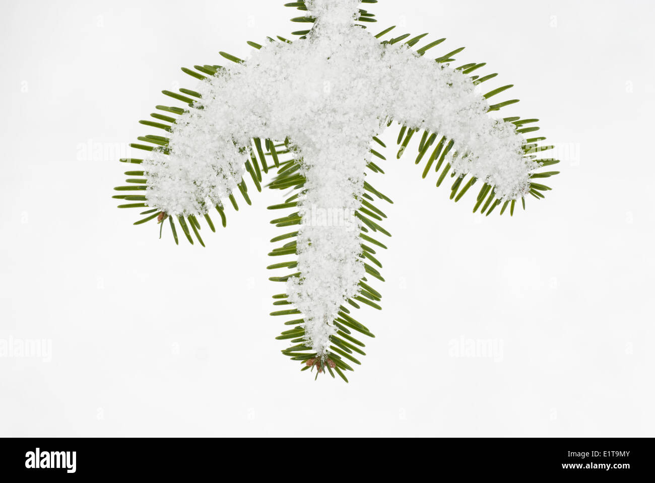 A branch of the Balsam Fir covered with snow. Stock Photo