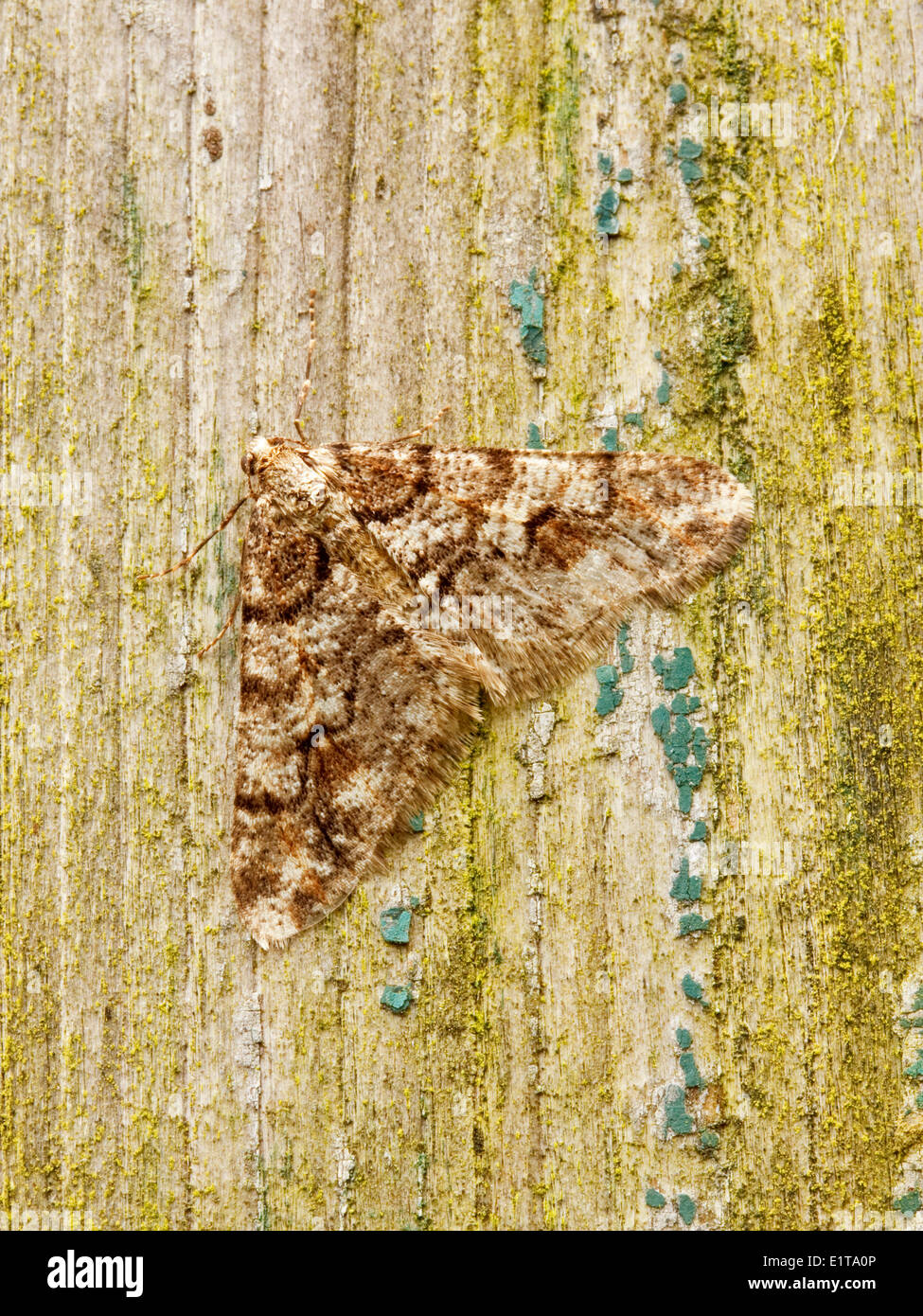 Male Spring Usher resting (Agriopis leucophaearia). This species is among the earliest moths of the season. Stock Photo