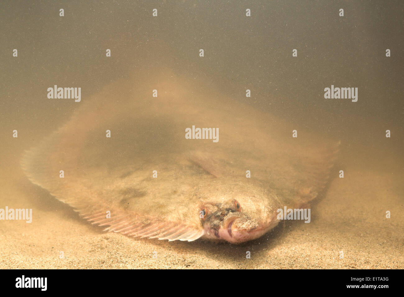 photo of a flounder just above the bottom Stock Photo Alamy
