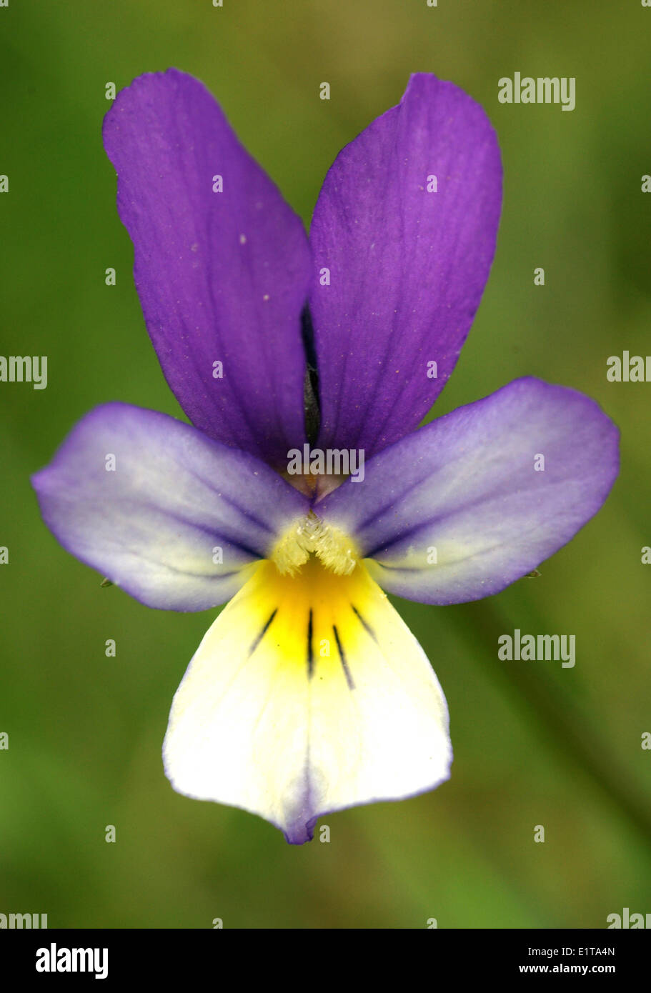 (Viola curtisii) Seaside pansy Stock Photo
