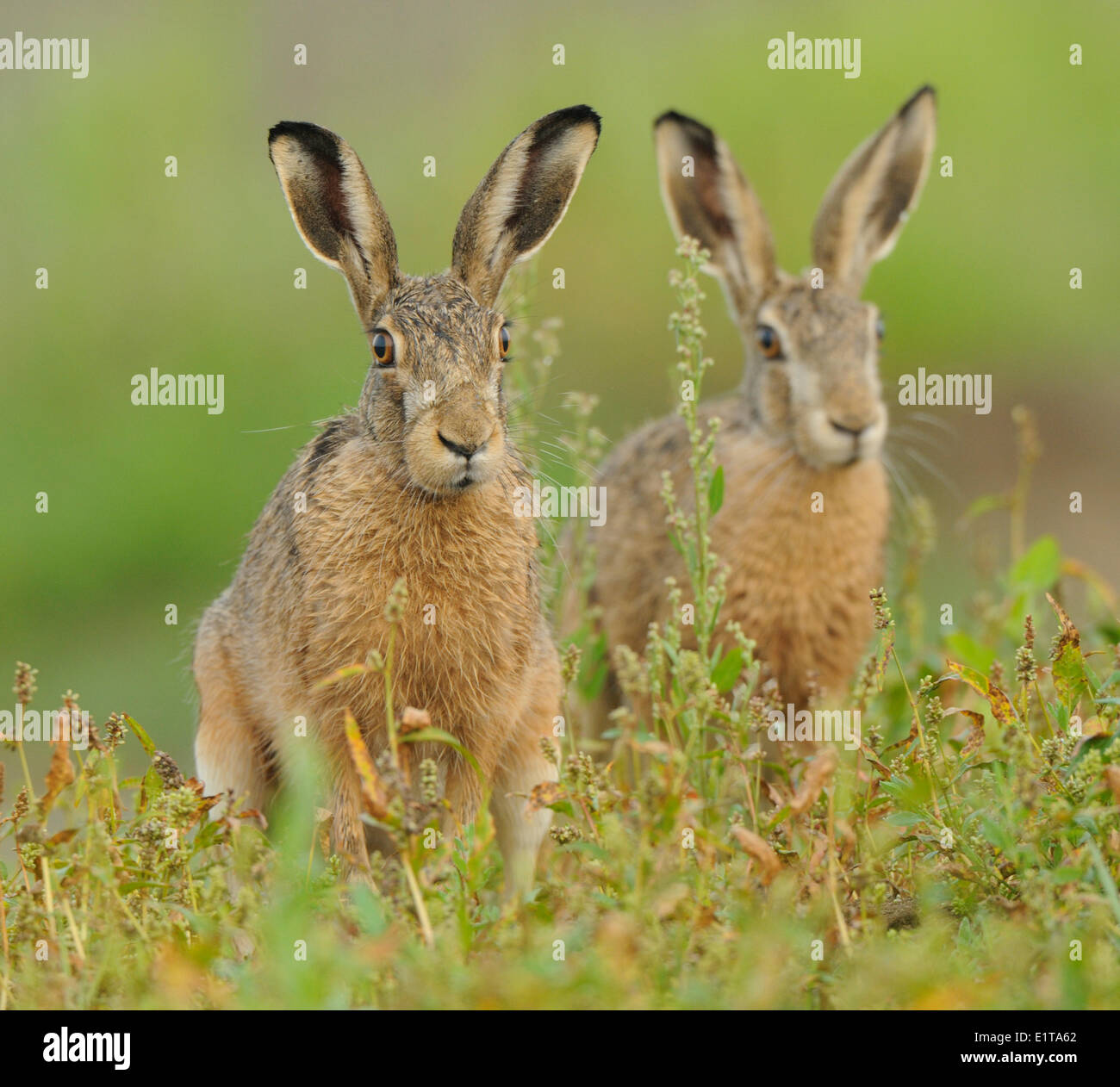 Two Hares standing side by side Stock Photo