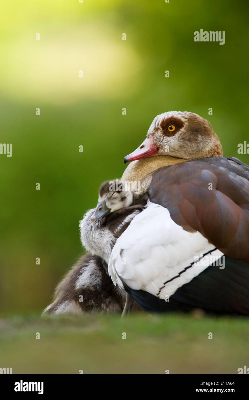 Young Egyptian goose seeks protection under the wings of its parent Stock Photo